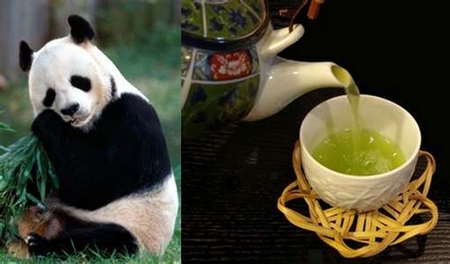 Một doanh nghiệp Trung Quốc nghĩ chồn làm nên được cà phê ngon thì gấu trúc cũng không kém cạnh. Thế là ông trồng trà xanh từ phân gấu trúc. Ông nói rằng gấu trúc chỉ tiêu thụ 30% dinh dưỡng từ thức ăn của chúng (tre) và 70% còn lại bị thải ra ngoài nên trà phân gấu trúc cực kì bổ dưỡng và thơm ngon.